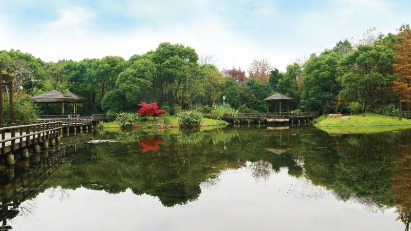 阳台垂直绿化植物搭配优缺点分析