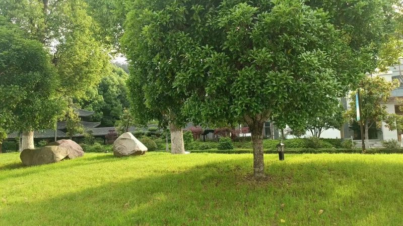 办公室绿植租赁，如何选择性价比高的套餐？**