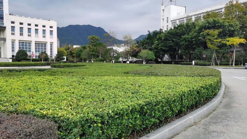 广州草坪养护按年收费：优势与注意事项